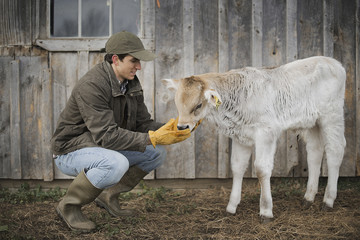 Photo: A small organic dairy farm with a mixed herd of cows and goats. Farmer working and tending to the animals. A small organic dairy farm with a mixed herd of cows and goats. Farmer working and tending to the animals.