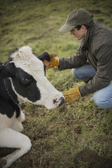 Photo: A small organic dairy farm with a mixed herd of cows and goats. Farmer working and tending to the animals. A small organic dairy farm with a mixed herd of cows and goats. Farmer working and tending to the animals.