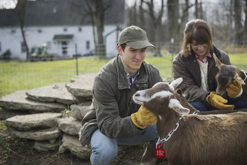 Photo: A small organic dairy farm with a mixed herd of cows and goats. Farmer working and tending to the animals. A small organic dairy farm with a mixed herd of cows and goats. Farmer working and tending to the animals.