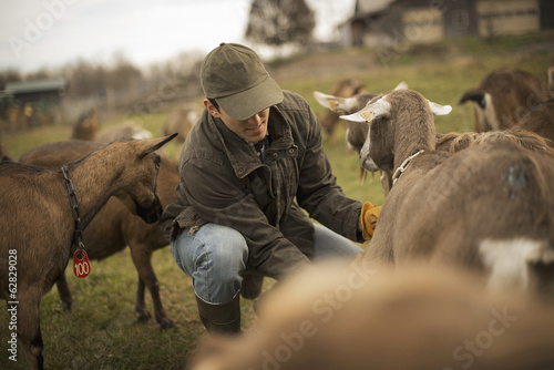 Photo: A small organic dairy farm with a mixed herd of cows and goats. Farmer working and tending to the animals. A small organic dairy farm with a mixed herd of cows and goats. Farmer working and tending to the animals.