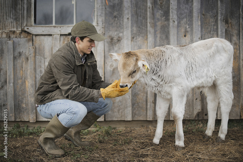 Photo: A small organic dairy farm with a mixed herd of cows and goats. Farmer working and tending to the animals. A small organic dairy farm with a mixed herd of cows and goats. Farmer working and tending to the animals.