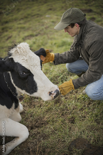 Photo: A small organic dairy farm with a mixed herd of cows and goats. Farmer working and tending to the animals. A small organic dairy farm with a mixed herd of cows and goats. Farmer working and tending to the animals.