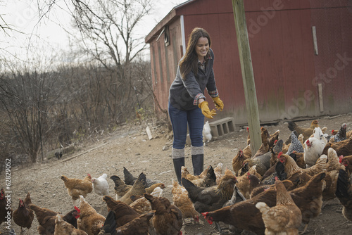 Photo: A small organic dairy farm with a mixed herd of cows and goats. Farmer working and tending to the animals. A small organic dairy farm with a mixed herd of cows and goats. Farmer working and tending to the animals.