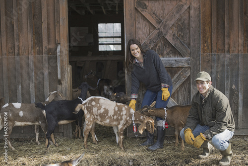 Photo: A small organic dairy farm with a mixed herd of cows and goats. Farmer working and tending to the animals. A small organic dairy farm with a mixed herd of cows and goats. Farmer working and tending to the animals.