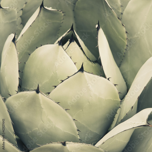Photo: Close up of an agave cactus plant with large grey green leaves. Close up of an agave cactus plant with large grey green leaves.