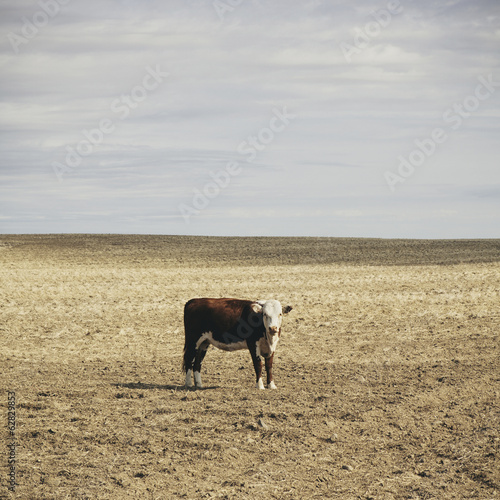 Photo: A cow standing in an open field in Palouse, in Whitman County, Washington, in the USA. A cow standing in an open field in Palouse, in Whitman County, Washington, in the USA.