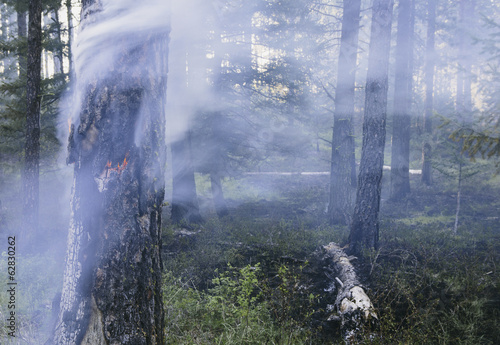 Foto: A controlled forest burn, a deliberate fire set to create a healthier and more sustainable forest ecosystem. The prescribed burn of forest creates the right condition for regrowth. A controlled forest burn, a deliberate fire set to create a healthier and more sustainable forest ecosystem. The prescribed burn of forest creates the right condition for regrowth.