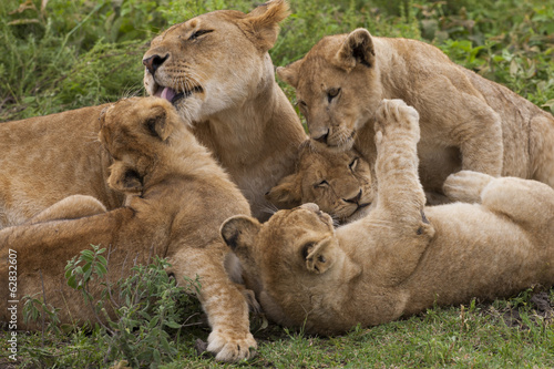 Photo: Lion and cubs playing in the Serengeti National Park, Tanzania Lion and cubs playing in the Serengeti National Park, Tanzania