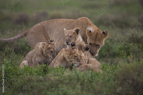 Photo: A family of a lion and her cubs on the Serengeti National Park, Tanzania A family of a lion and her cubs on the Serengeti National Park, Tanzania