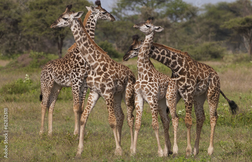 Photo: A small group of masai giraffe, Serengeti National Park, Tanzania A small group of masai giraffe, Serengeti National Park, Tanzania
