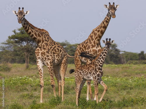 Photo: Three masai giraffe in the Serengeti National Park, Tanzania Three masai giraffe in the Serengeti National Park, Tanzania