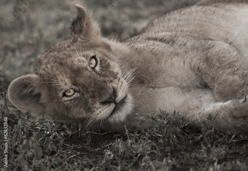 Photo: Lion cub lying on the ground in the Serengeti National Park, Tanzania Lion cub lying on the ground in the Serengeti National Park, Tanzania