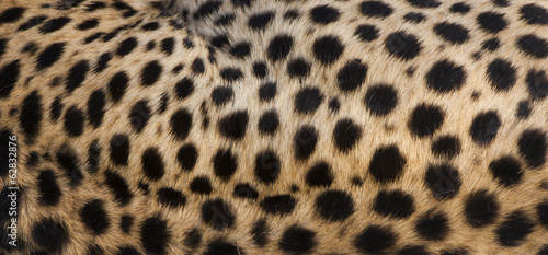 Photo: Close-up of cheetah spots on the animal's hide in Serengeti National Park, Tanzania Close-up of cheetah spots on the animal's hide in Serengeti National Park, Tanzania