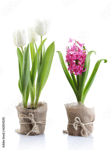 Photo: Beautiful tulips and hyacinth flower isolated on white Beautiful tulips and hyacinth flower isolated on white