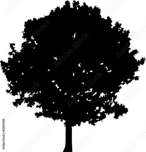 Vector: small black oak tree silhouette on white small black oak tree silhouette on white