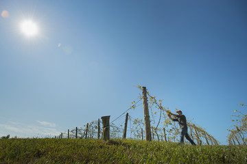 Photo: A vineyard with young vines being trained along wires to produce a good grape harvest. A vineyard with young vines being trained along wires to produce a good grape harvest.