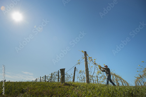 Photo: A vineyard with young vines being trained along wires to produce a good grape harvest. A vineyard with young vines being trained along wires to produce a good grape harvest.