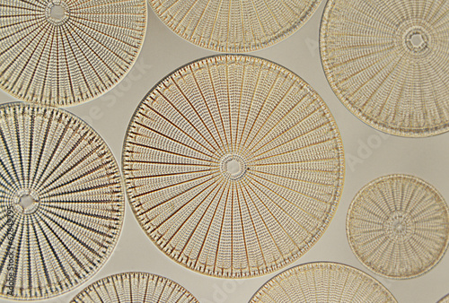 Photo: Diatoms, Farlow Herbarium, Harvard University Diatoms, Farlow Herbarium, Harvard University