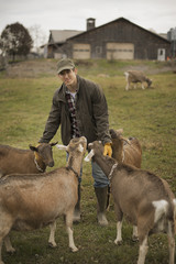 Photo: A small organic dairy farm with a mixed herd of cows and goats. Farmer working and tending to the animals. A small organic dairy farm with a mixed herd of cows and goats. Farmer working and tending to the animals.