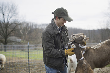 Photo: A small organic dairy farm with a mixed herd of cows and goats. Farmer working and tending to the animals. A small organic dairy farm with a mixed herd of cows and goats. Farmer working and tending to the animals.