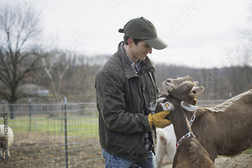 Photo: A small organic dairy farm with a mixed herd of cows and goats. Farmer working and tending to the animals. A small organic dairy farm with a mixed herd of cows and goats. Farmer working and tending to the animals.