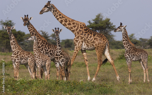 Photo: A small group of Masai giraffe in Serengeti National Park, Tanzania A small group of Masai giraffe in Serengeti National Park, Tanzania