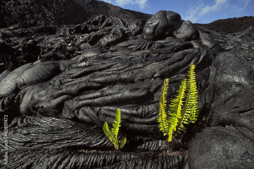 Photo: Ama'u ferns sprouting in cooled lava cracks, Sadleria cyatheoides, Hawaii Volcanoes National Park, Hawaii Ama'u ferns sprouting in cooled lava cracks, Sadleria cyatheoides, Hawaii Volcanoes National Park, Hawaii
