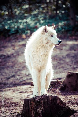 Photo: Arctic white wolf Arctic white wolf