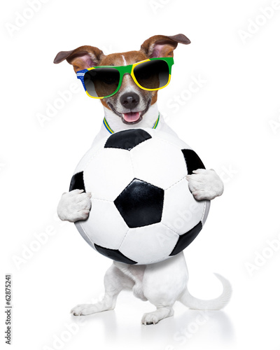 Photo: brazil fifa world cup dog brazil fifa world cup dog