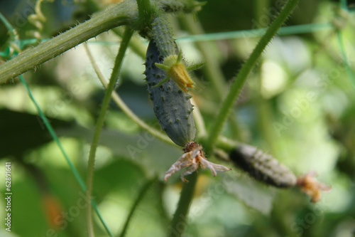 Photo: Cornichon Cornichon