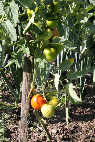 Photo: Tomates Tomates