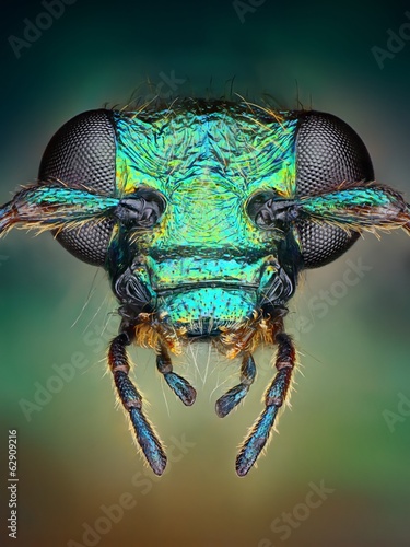 Photo: Extreme sharp and detailed view of green metallic bug Extreme sharp and detailed view of green metallic bug