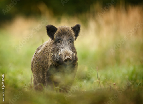 Wild boar walking through forest - 62919656