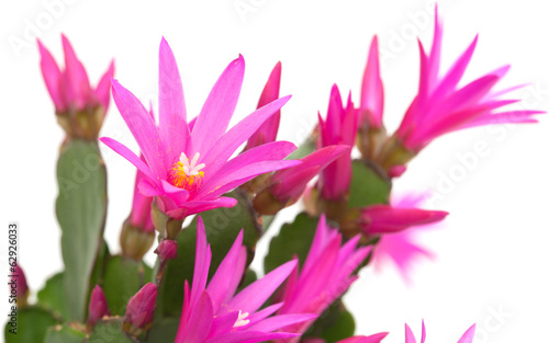 Photo: Christmas Cactus Christmas Cactus