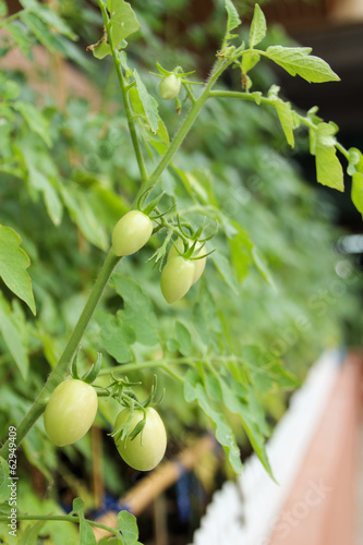 Photo: tomatoes tomatoes