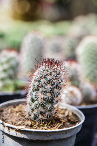 Photo: cactus cactus
