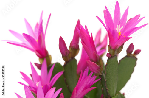 Photo: Christmas cactus Christmas cactus
