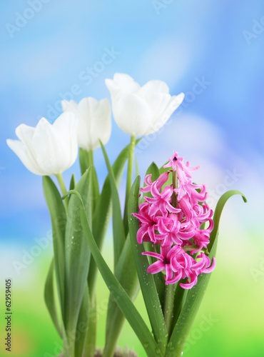 Photo: Beautiful tulips and hyacinth flower on bright background Beautiful tulips and hyacinth flower on bright background
