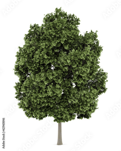Illustration: common maple tree isolated on white background common maple tree isolated on white background