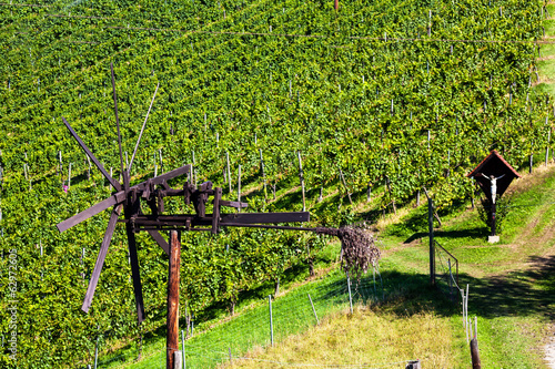 Photo: Weintrauben im Weingarten Weintrauben im Weingarten