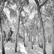 Frozen Forest Frozen Forest