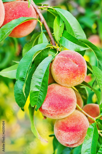 Photo: peach on tree peach on tree