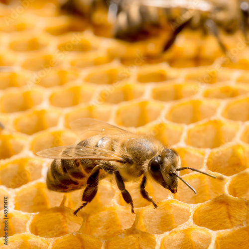Photo: Macro of working bee on honeycells. Macro of working bee on honeycells.