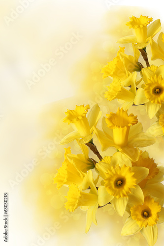 Photo: narcissus bouquet isolated on white narcissus bouquet isolated on white