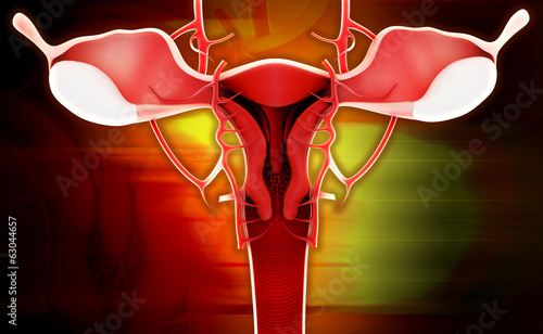 Illustration: female reproductive system female reproductive system