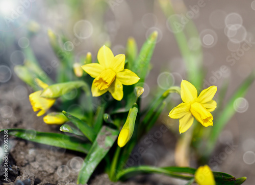 Photo: daffodils in the garden daffodils in the garden