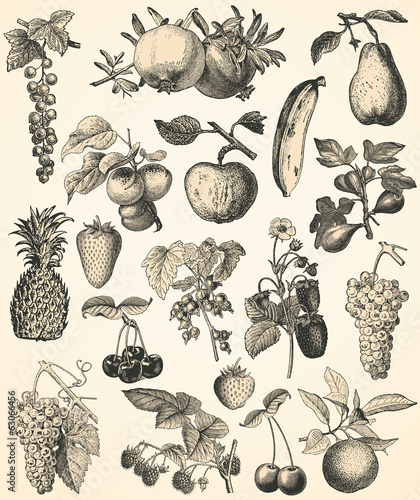 Vector: Vintage fruits Vintage fruits