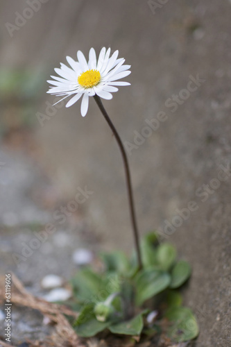 Photo: flower daisy flower daisy