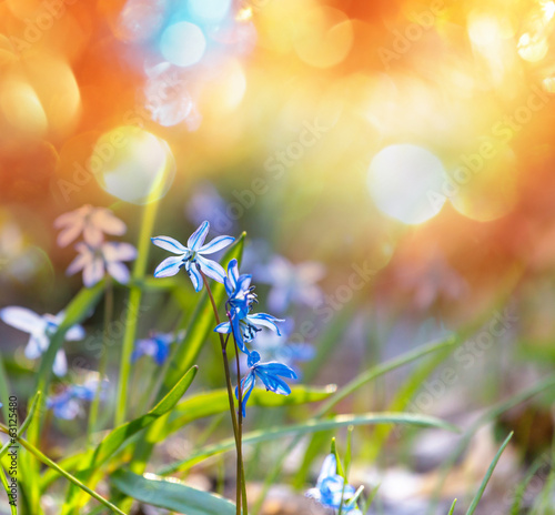 Photo: Snowdrops Snowdrops