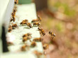 Abeilles01 Abeilles01